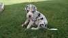 Great dane chiots sains disponibles à la vente