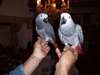 perroquets gris du gabon - photo 2