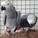 Two African Grey Parrots for adoption - photo 1
