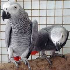Two African Grey Parrots for adoption