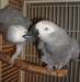 Deux gris Perroquets africaine pour adoption