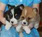 chiots mâles et les femelles Pembroke Welsh Corgi