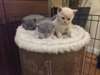 Chatons Scottish Fold