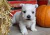 West highland white terrier puppies for sale