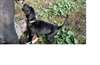 grands chiots dane à vendre