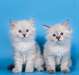 4 Chaton siberien neva masquerade loof