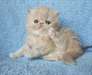 Chatons persans aux yeux bleus