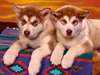 Adorables Chiots Husky disponible