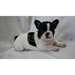 Chiots Missy Bouledogue français pour une bonne ma