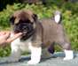 Magnifiques chiots akita inu