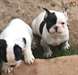 Eh bien formés chiots Bouledogue français