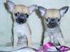 Stunning Chihuahua Puppies Ready Now
