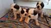 Saint Bernard chiots disponibles maintenant