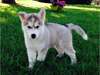 Adorables Chiots Husky disponible