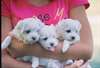 jolie Petits chiots  maltaises dispo