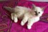 Magnifiques Chatons Sacré de Birmanie Nous