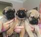 Bulmastiff disponible pour vous