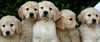 Deux Super Golden retriever chiots