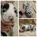 Dogue Allemand adorable  pour Adoption