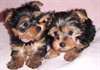 CHIOTS YORKSHIRE TERRIER