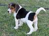 Magnifique femelle beagle