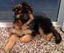 Magnifique femelle berger allemand