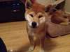 Superbes Chiots Akita Inu