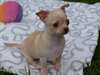 Chiot Femelle Chihuahua - photo 1