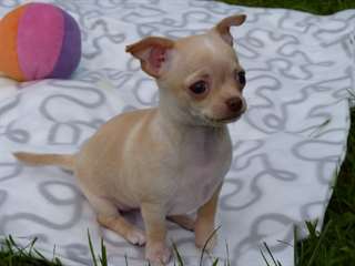 Chiot Femelle Chihuahua