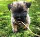 Chiots Cairn Terrier &#224; vendre - photo 1