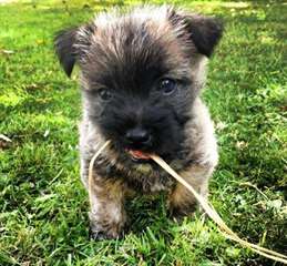 Chiots Cairn Terrier &#224; vendre