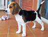 Adorable femelle beagle