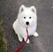 Chiot samoyede femelle