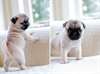 CHIOTS PUG disponibles pour adoption