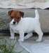 Chiots Jack Russell masculins et féminins.