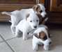 Chiots Jack Russell - photo 1
