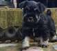 Chiots Miniature Schnauzer à vendre