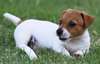 Chiots Jack Russell