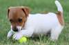 Chiots Jack Russell masculins et féminins.