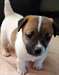 Chiots Jack Russell Terrier masculins et f&#233;minins - photo 1