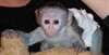 singe capucin bébés capuchin