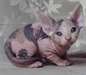 Dernière petite fille Superbe chaton Sphynx