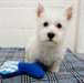 Chiot West Highland Terrier à DONNER