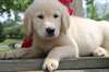 Golden Retriever pour adoption