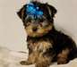 chiots yorkshire