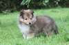 Superbes chiots shiba inu