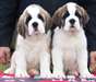 chiots Saint-Bernard recherche famille