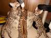 des magnifique chaton bengal