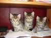 magnifique chatons siberien - photo 1