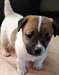 Chiots Jack-russel 1 femelle et 1 male